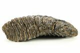 Woolly Mammoth Lower M Molar - North Sea Deposits #275980-4